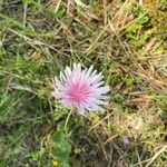 Crepis rubra Kvet