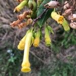 Nicotiana glauca Flower