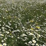 Leucanthemum ircutianum Характер