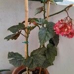 Begonia aconitifolia Blomst