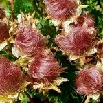 Geum reptans Frutto