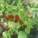 Chenopodium capitatum Fruit