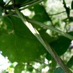 Mikania cordifolia Bark