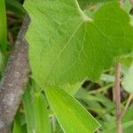 Mikania cordifolia Leaf