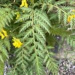 Corydalis cheilanthifolia Folla