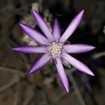 Xeranthemum annuum फूल