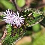 Elephantopus elatus Flor