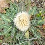 Paranephelius asperifolius Habit