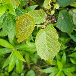 Corylus americana Folha