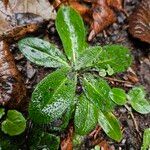 Pilosella aurantiaca आदत