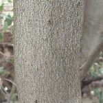 Pittosporum ralphii 樹皮