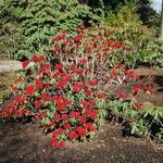 Rhododendron argipeplum Hábito