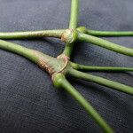 Gnetum africanum Bark