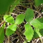 Fragaria virginiana Leaf