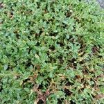 Polygonum arenastrum Habit
