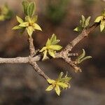 Cassipourea mollis Blüte