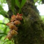 Bulbophyllum densum Bloem