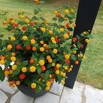 Lantana camaraFlower