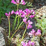 Allium crispum Květ