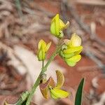 Crotalaria lanceolata Blodyn