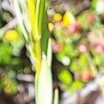 Linum strictum Leaf