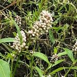 Persicaria maculosa Flower