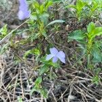 Viola arborescens फूल