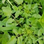 Rorippa nasturtium-aquaticum പുഷ്പം