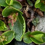 Salix herbacea Blad