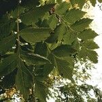 Koelreuteria paniculata Leaf