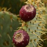 Opuntia maxima Frucht