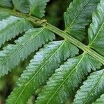 Asplenium harpeodes Hoja