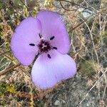 Calochortus splendens Kwiat