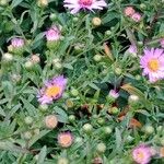 Symphyotrichum novi-belgii Květ