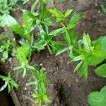 Eryngium foetidum Feuille