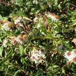 Symphyotrichum × salignum Habit