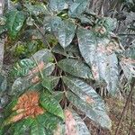 Dacryodes edulis Leaf