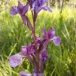 Anacamptis palustris Цвят