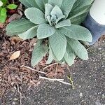 Verbascum boerhavii叶