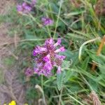 Stachys officinalis Квітка