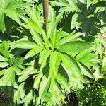 Paeonia lactiflora Leaf