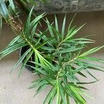 Freycinetia cumingiana Leaf