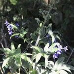 Delphinium staphisagria Fiore