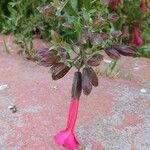 Cantua buxifolia Flower