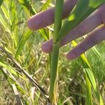 Phragmites karka ഇല