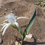 Pancratium maritimum फूल