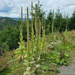 Verbascum thapsusЛіст