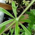 Galium aparine पत्ता