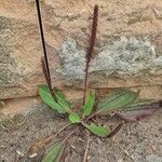 Plantago australis Flor