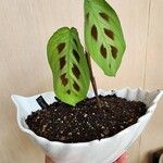 Maranta leuconeuraഇല